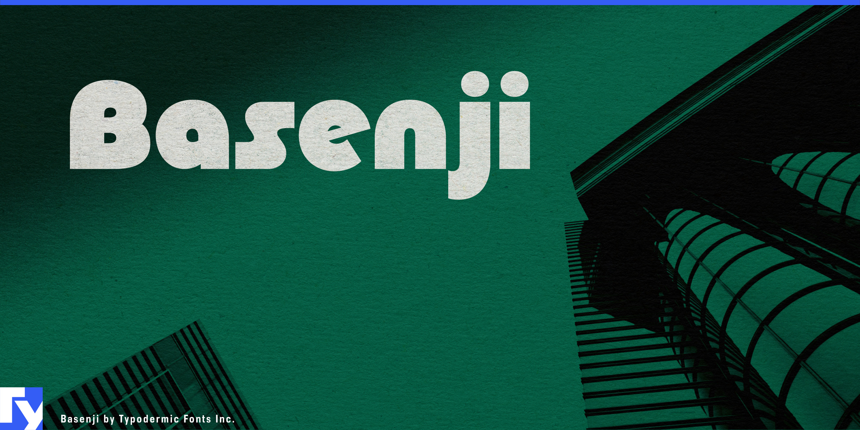 Basenji specimen 1