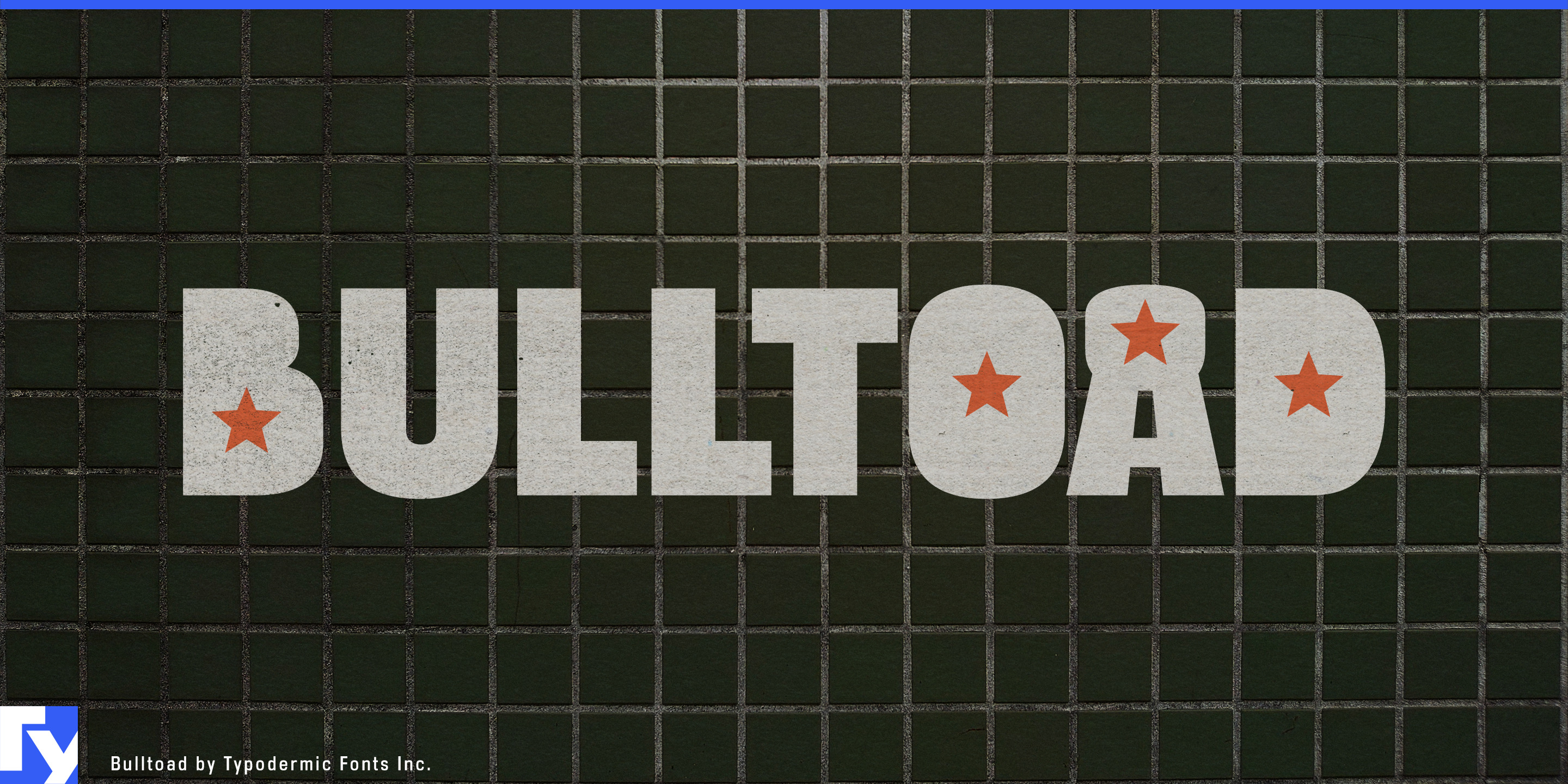 Bulltoad specimen 1
