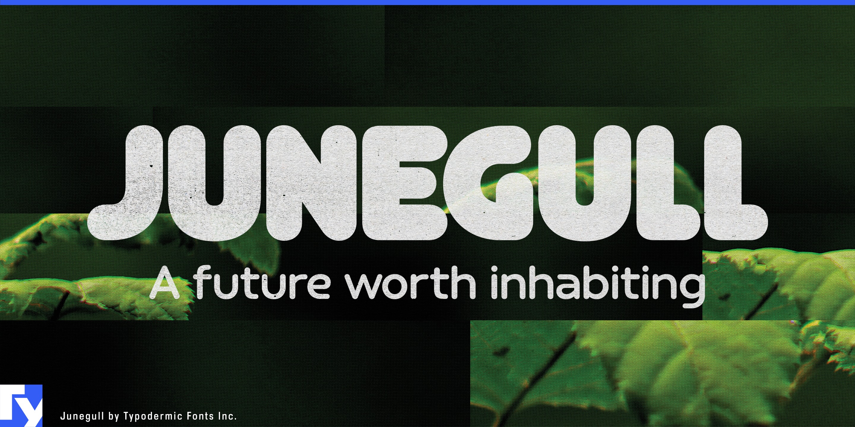 Junegull specimen 1