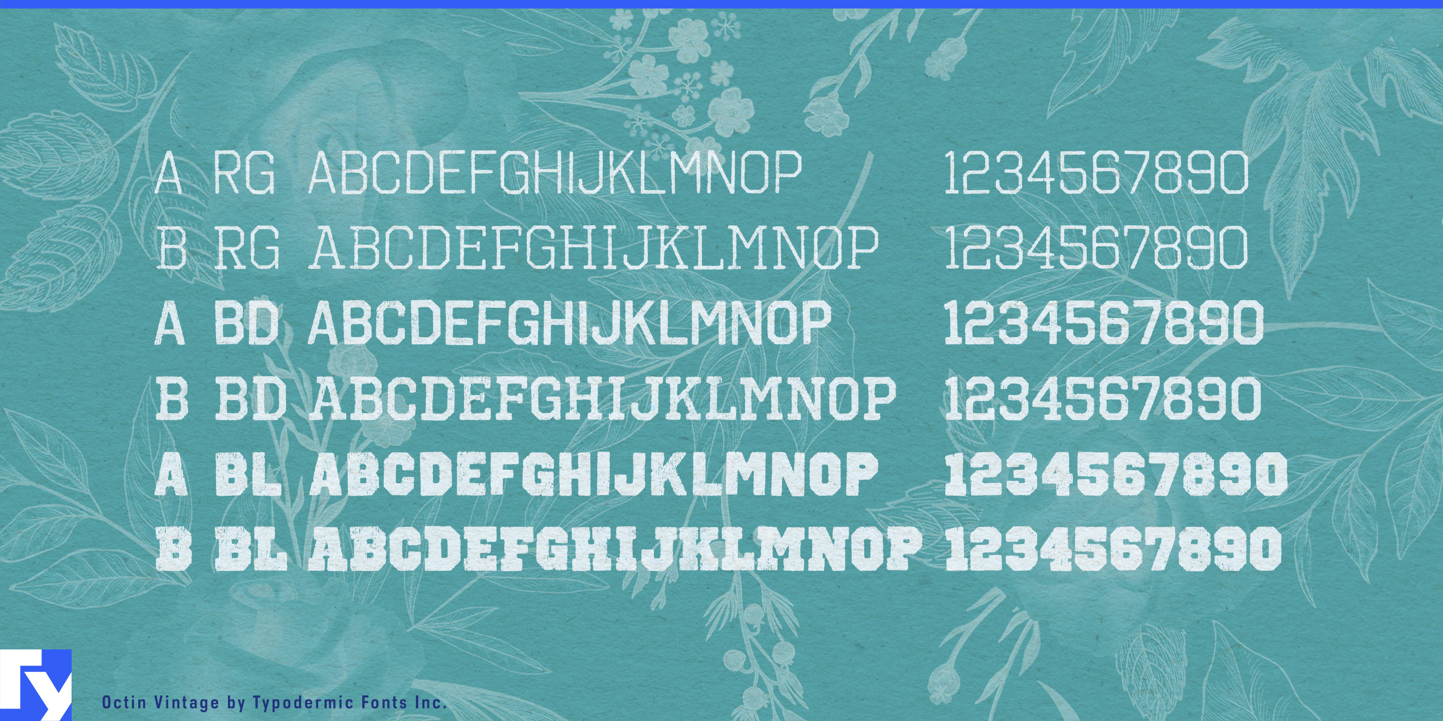 Octin Vintage specimen 4