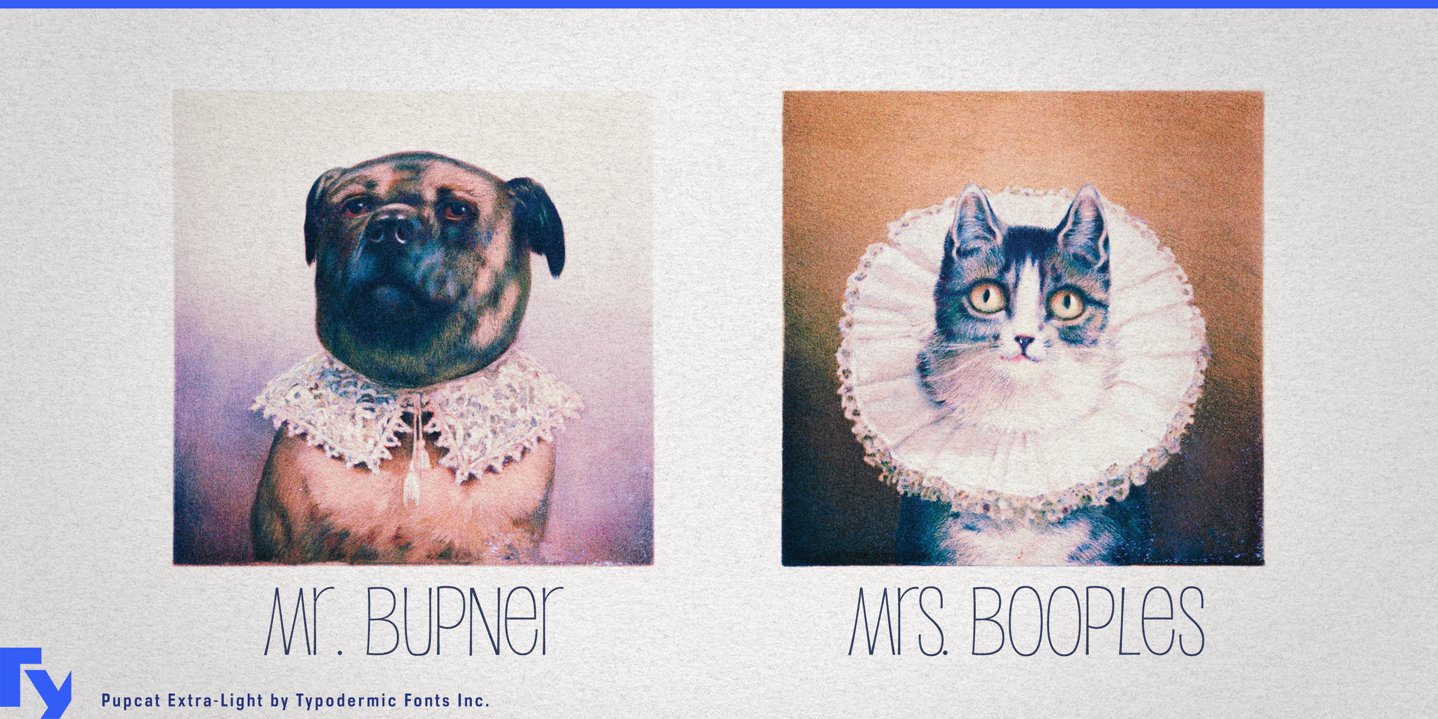 Pupcat specimen 6