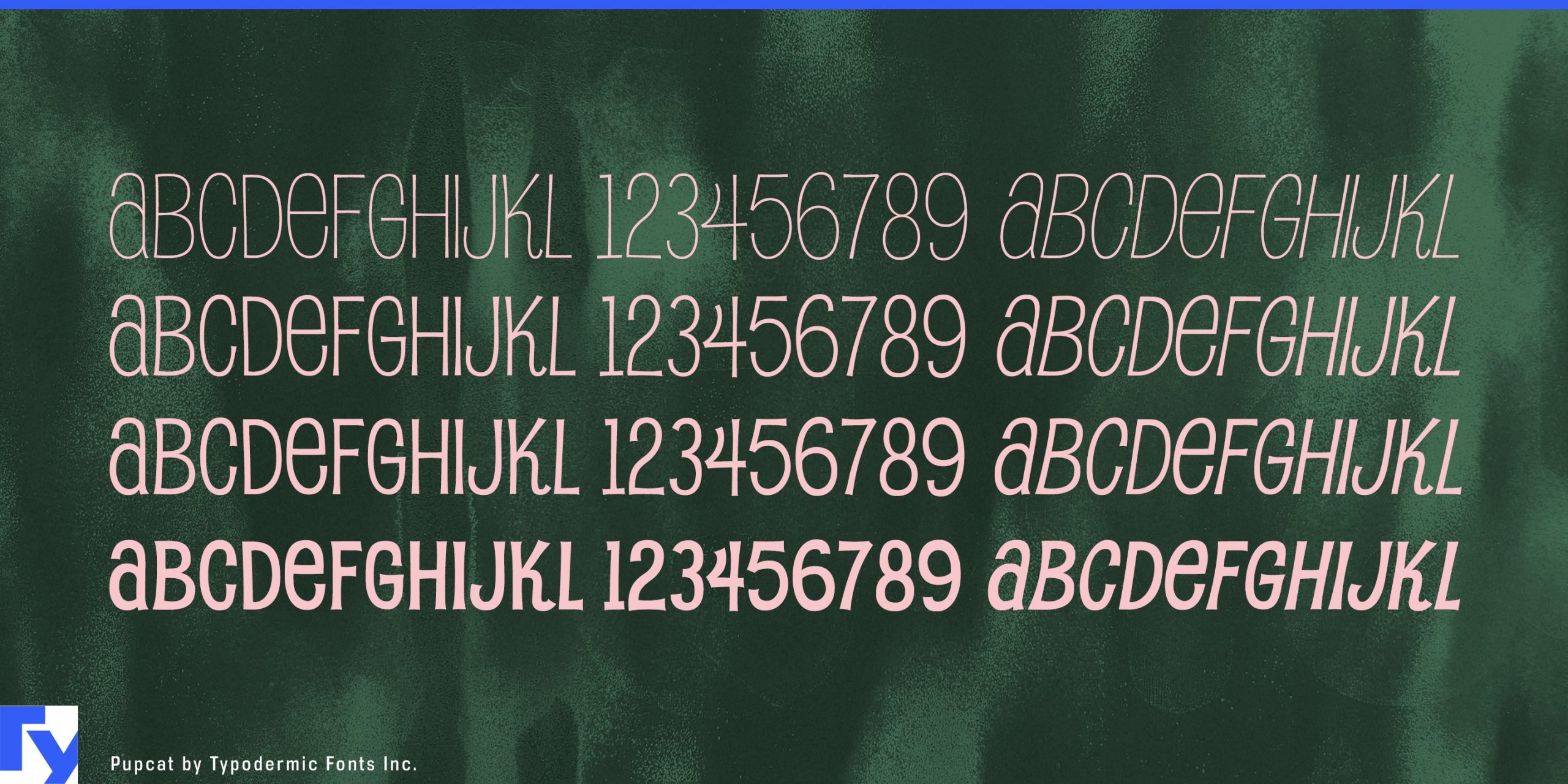 Create a visually pleasing hierarchy with Pupcat's weights and italics
