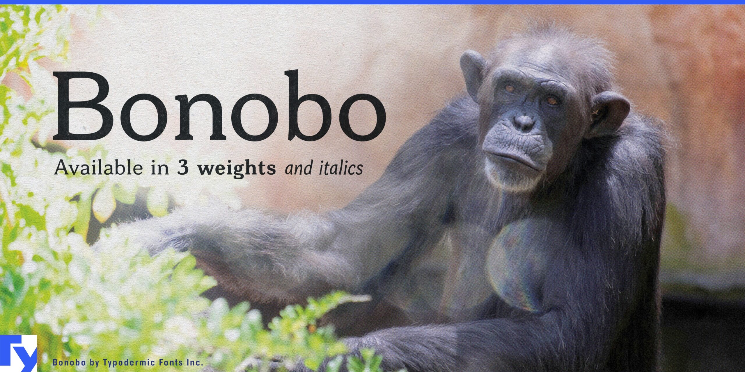 Unleash Your Creativity: Stand Out with Bonobo Typeface